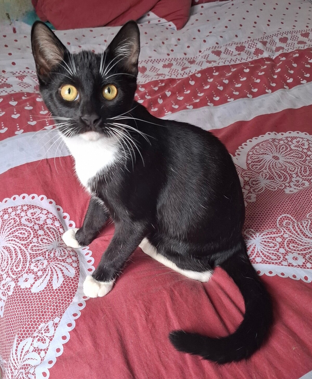 Adoption Biscuit