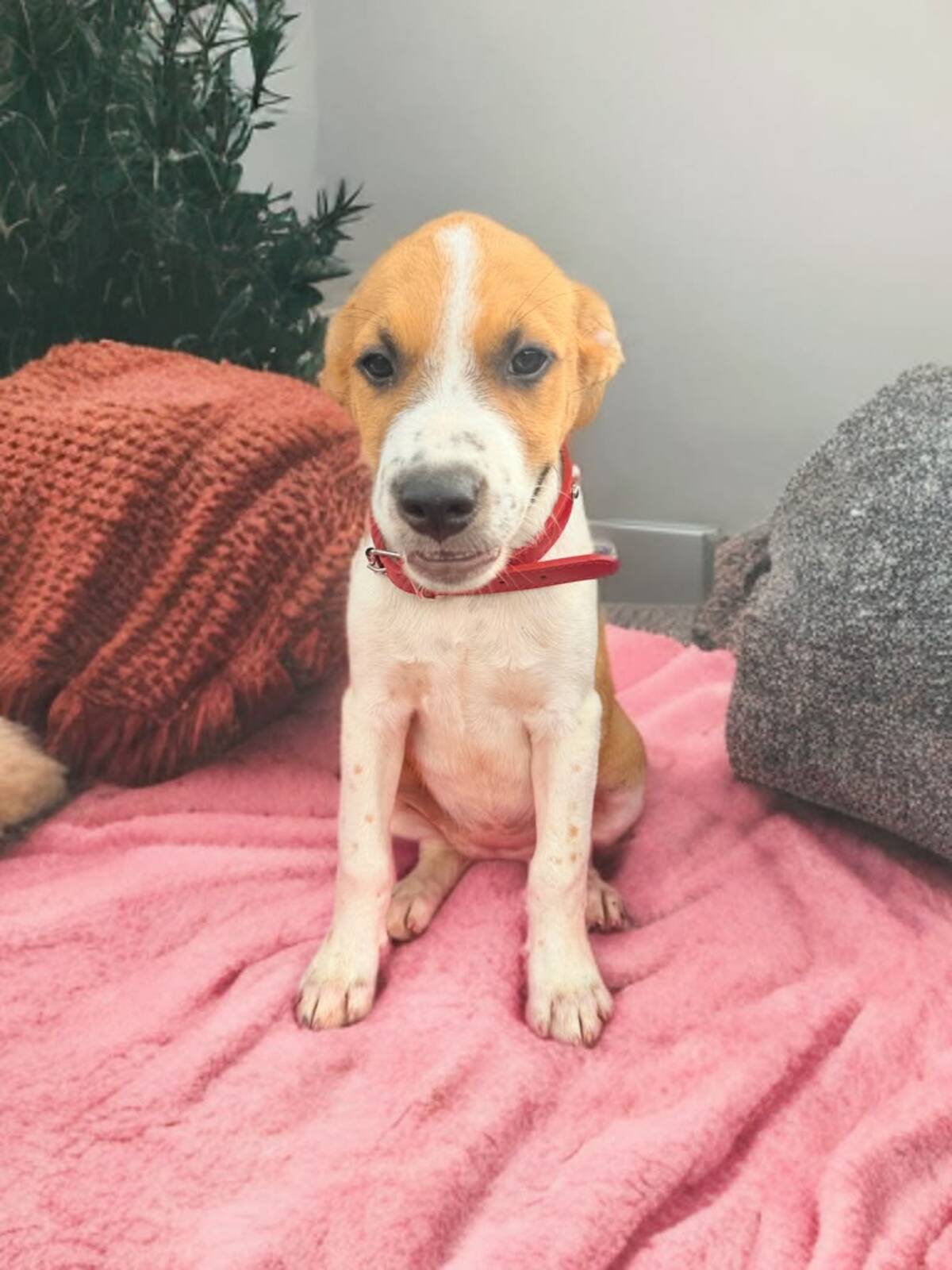Adoption Jaya