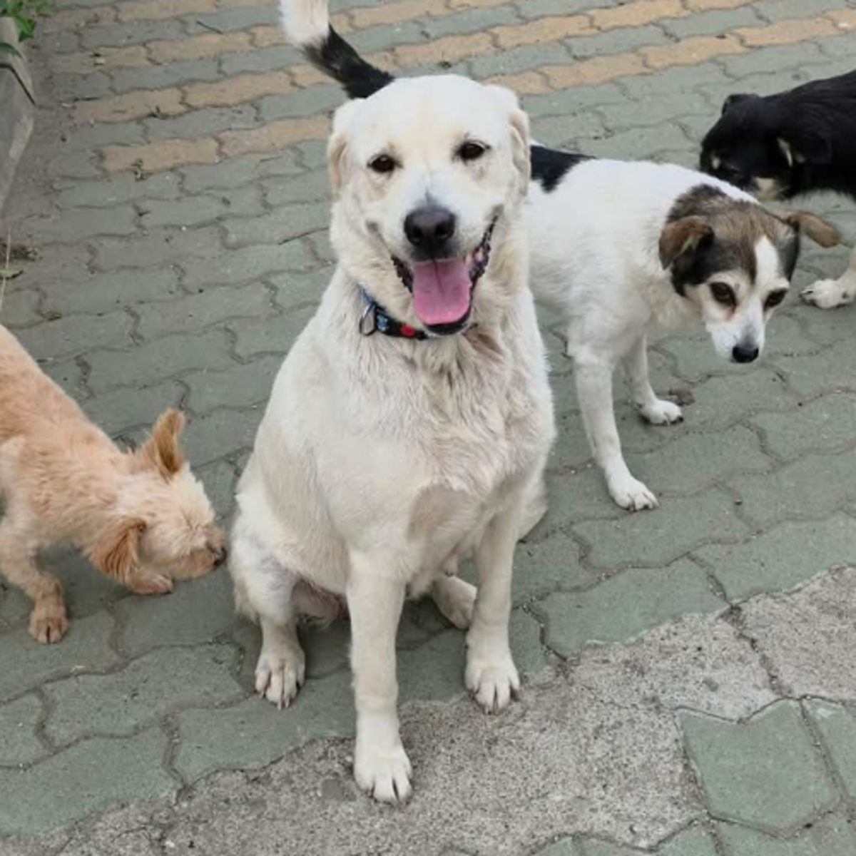 Adoption BELLA