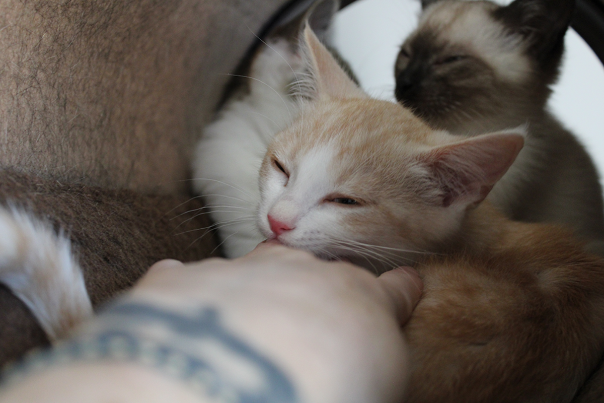 Adoption Bamboo