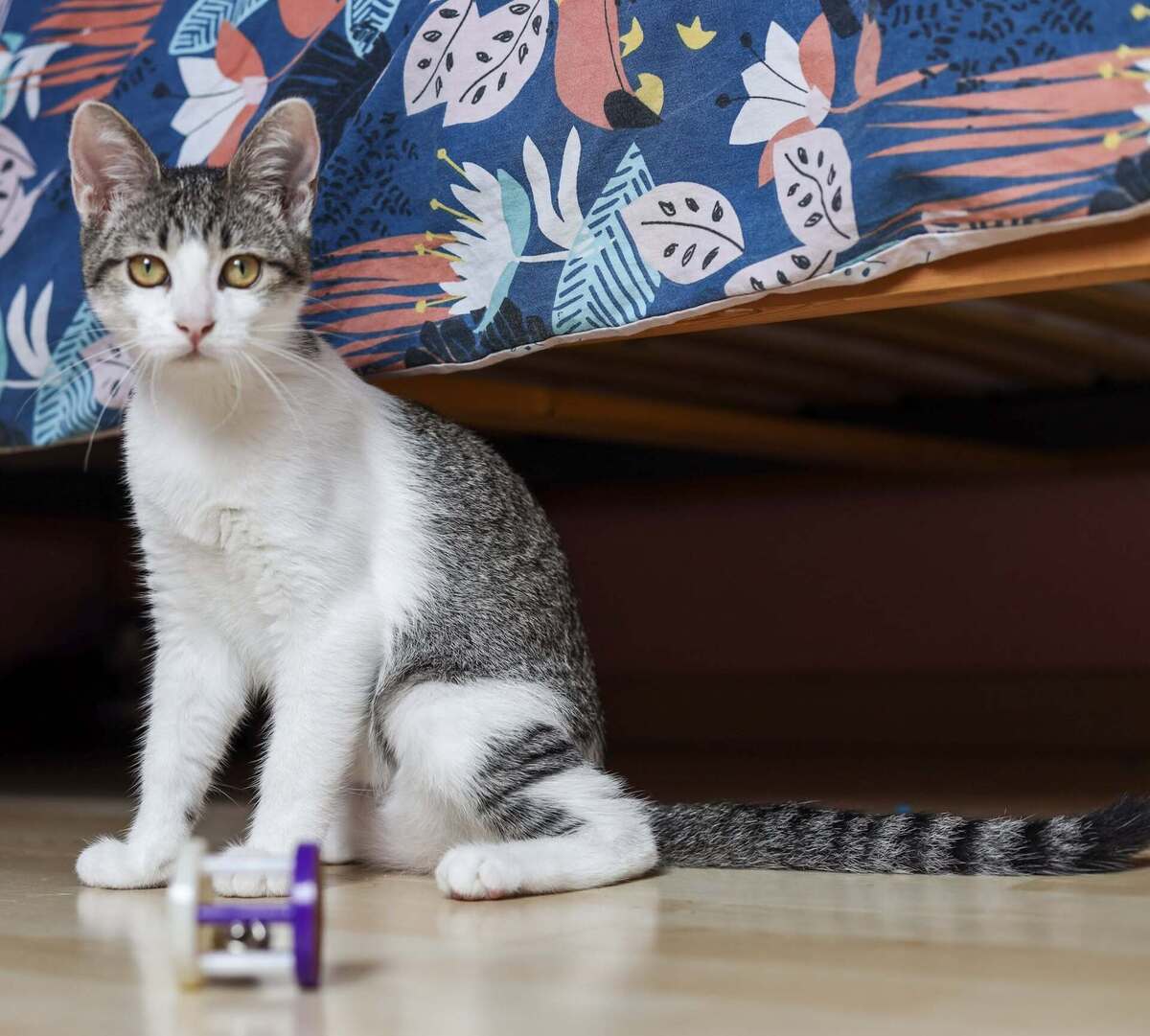 Adoption Bijou
