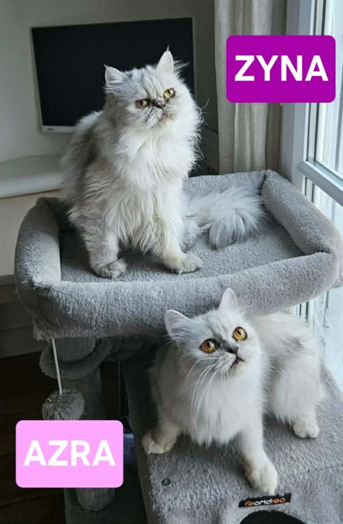 Adoption Zyna et Azra 