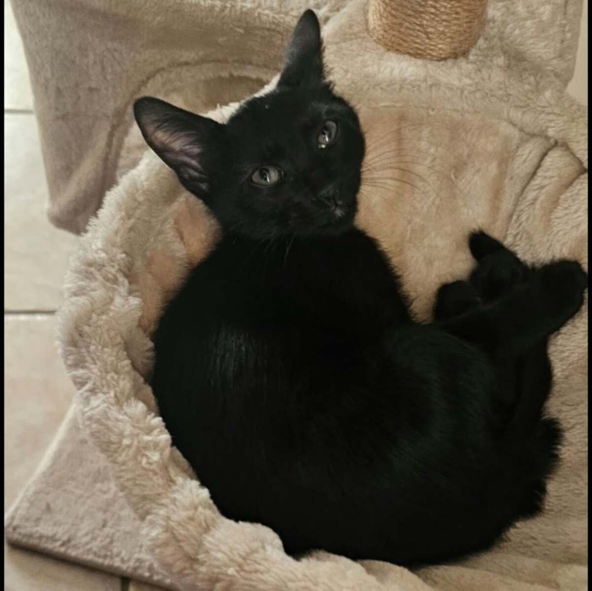 Adoption Grover