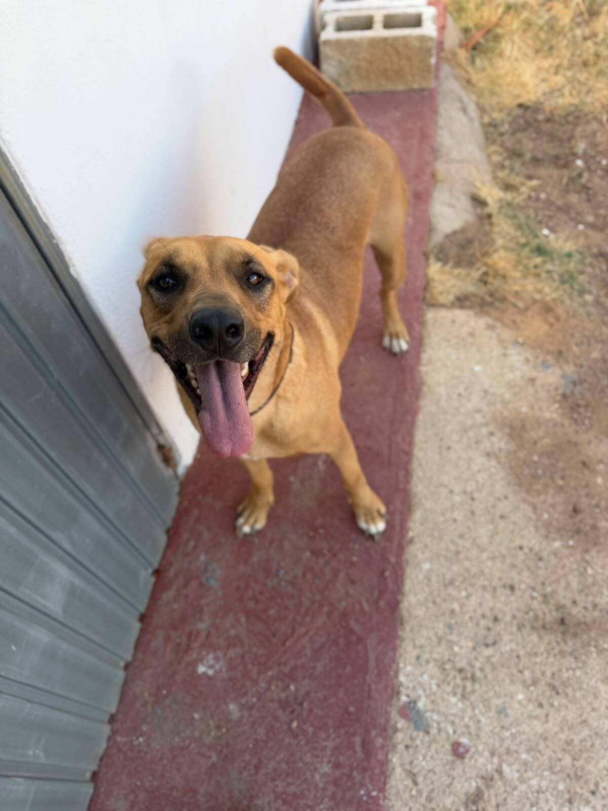 Adoption Simba