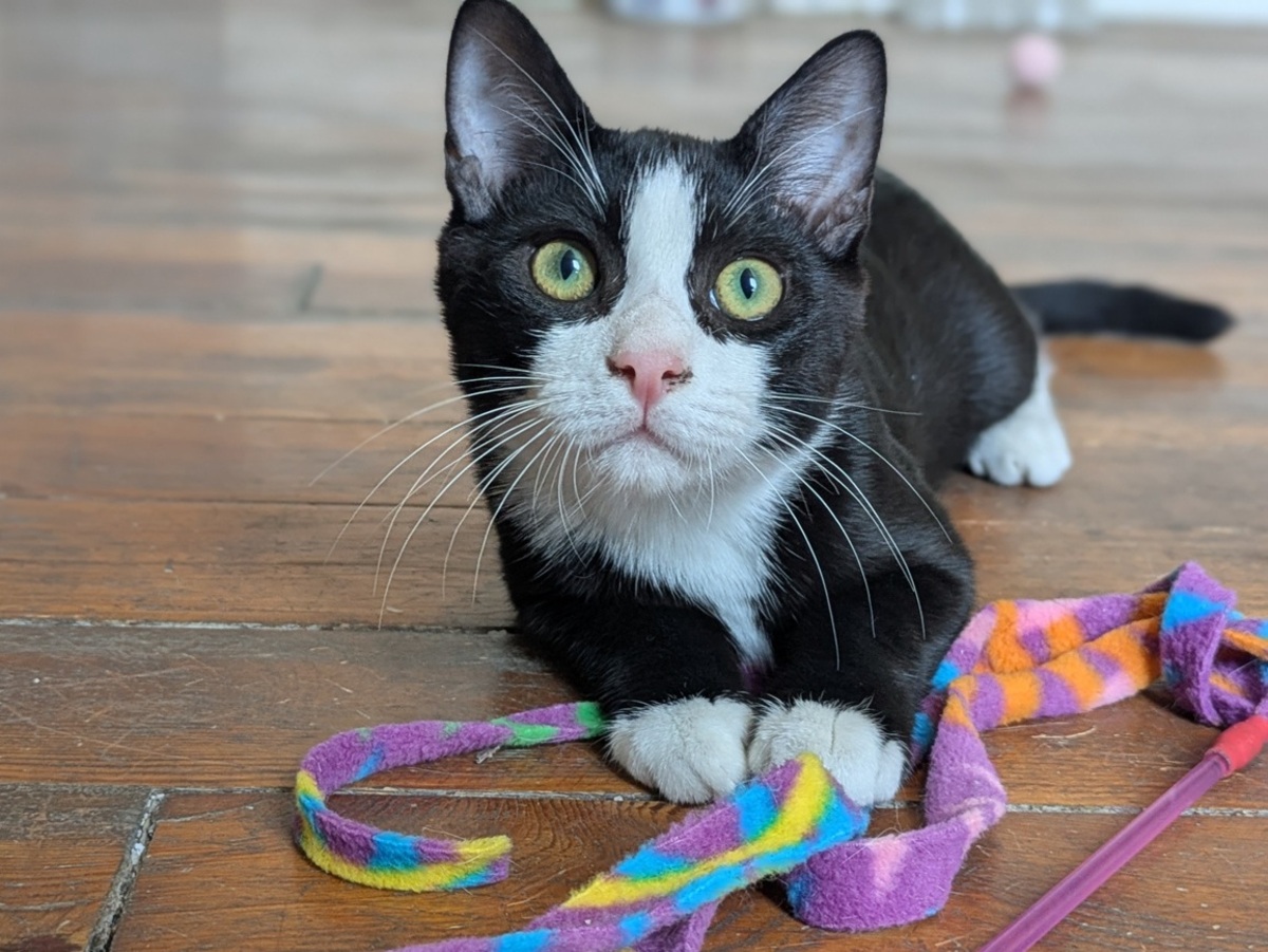 Adoption Bebel