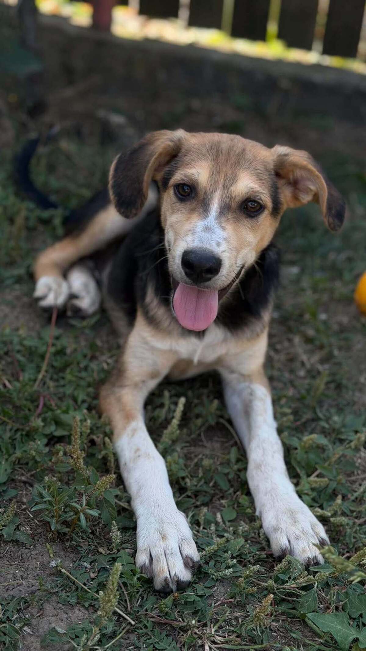 Adoption Sherlock