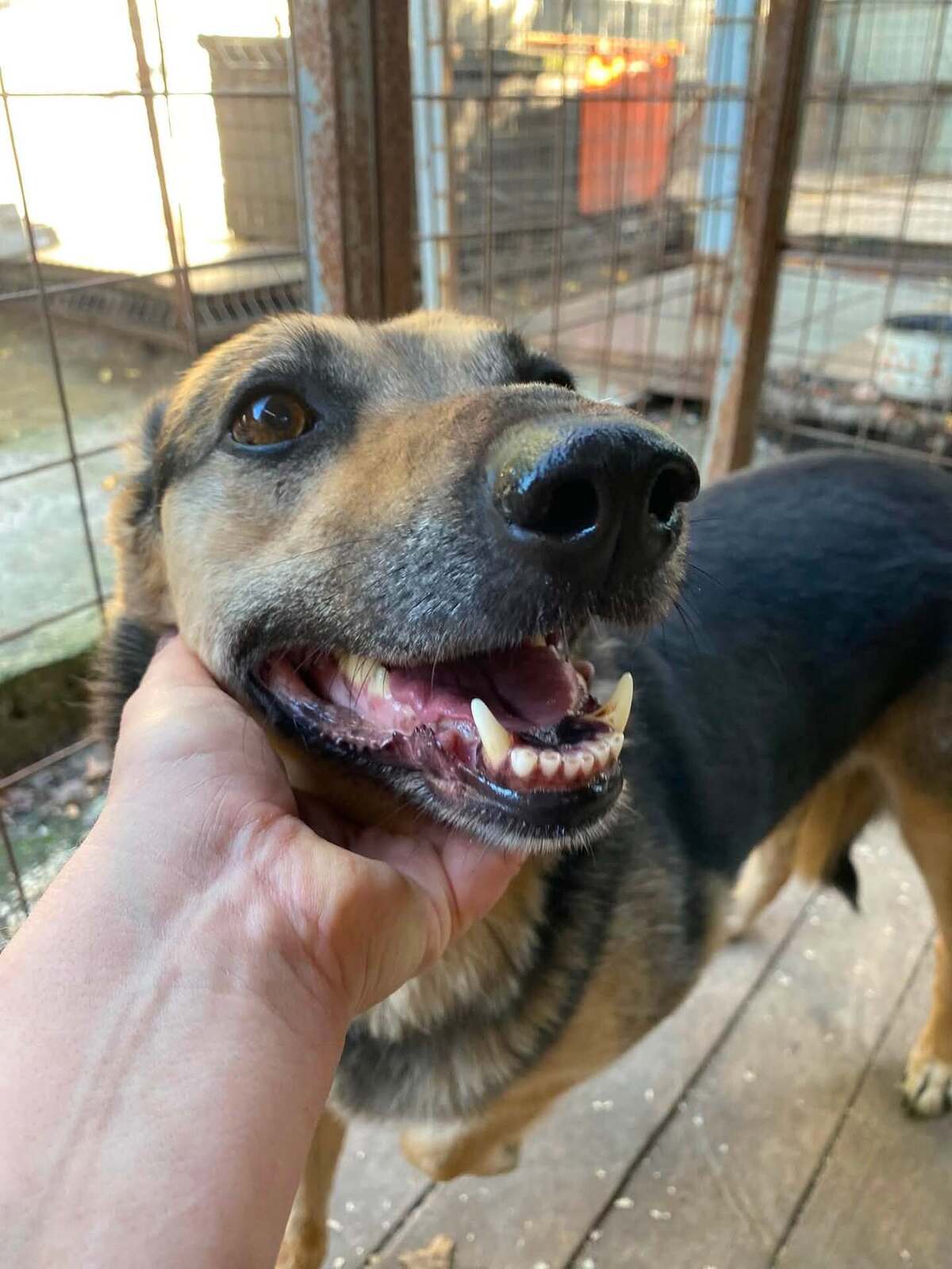 Adoption Masha