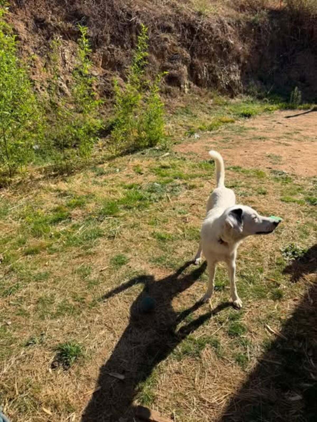 Adoption Elfe