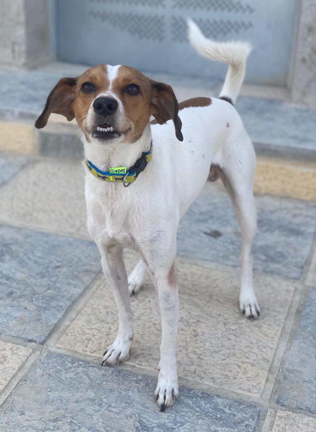 Adoption Chirimoyo