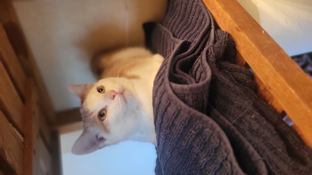 Adoption Benny