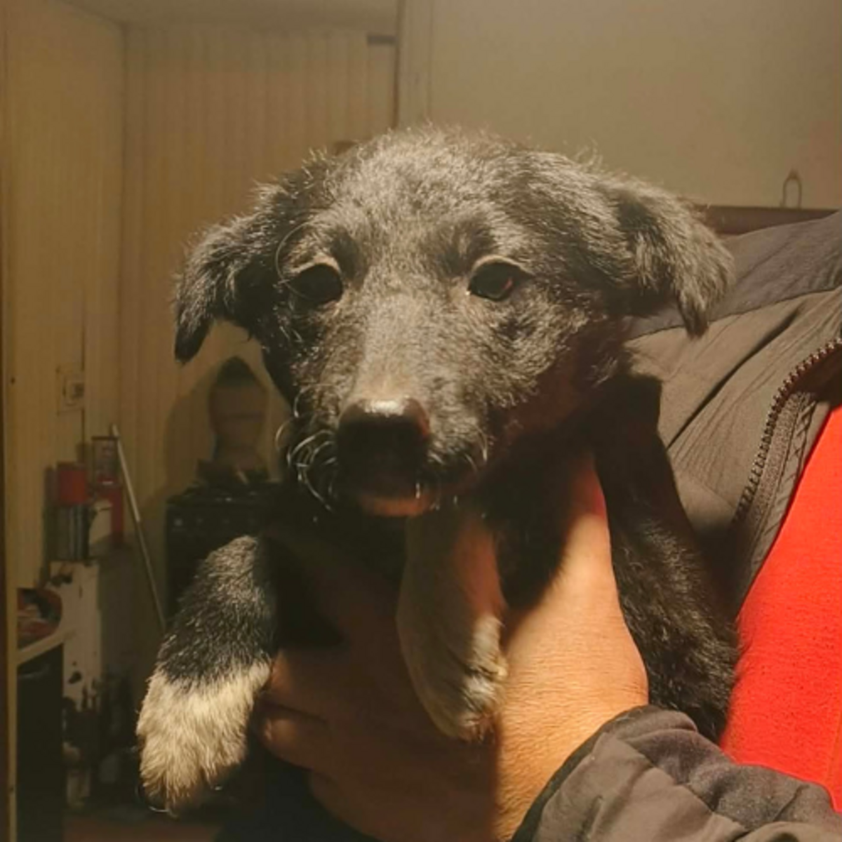Adoption Nigra