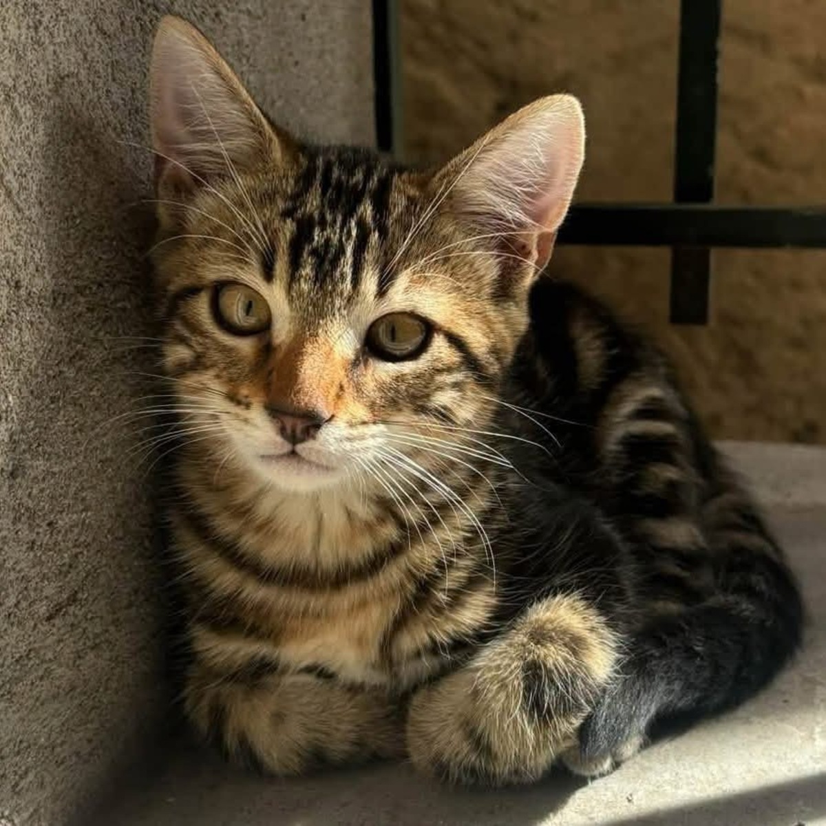 Adoption Taz