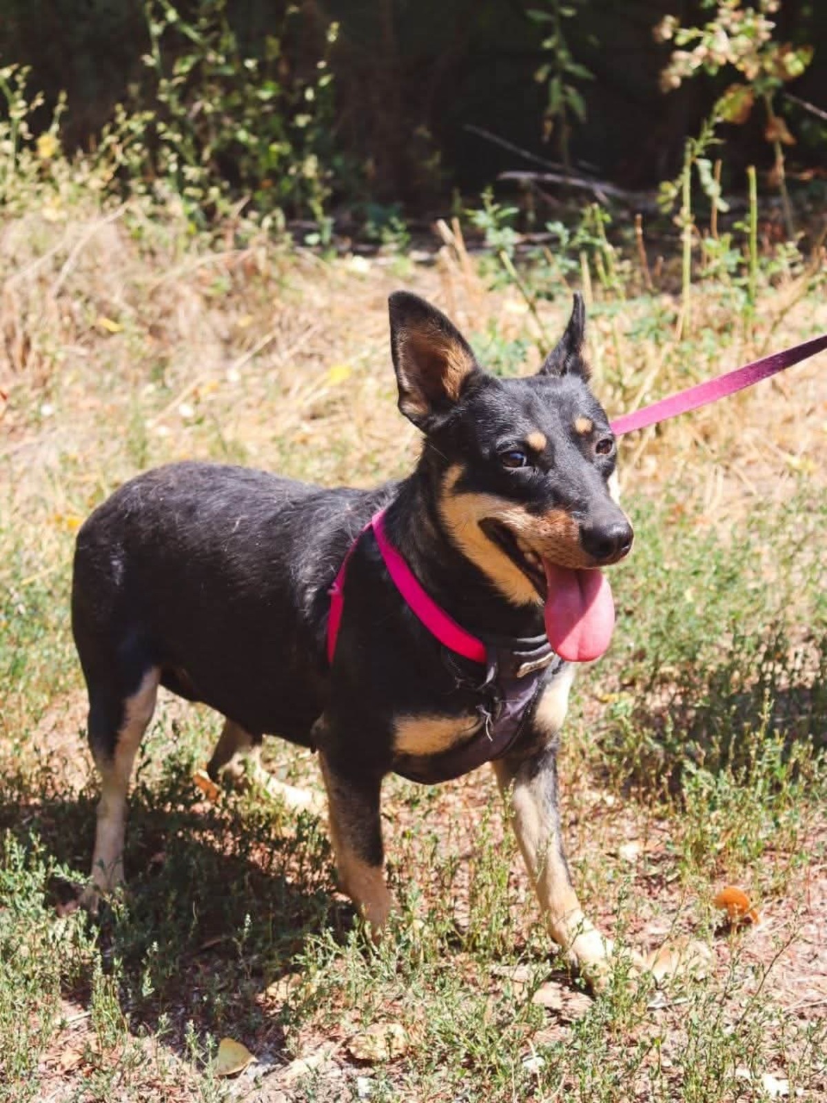 Adoption Sharlota