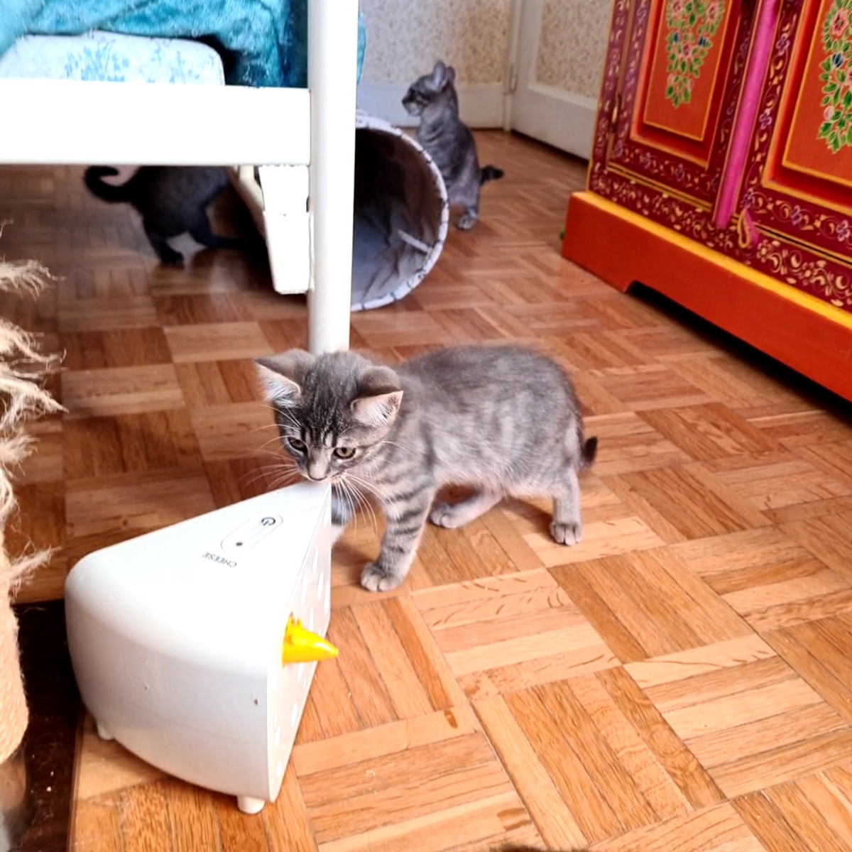 Adoption Mory