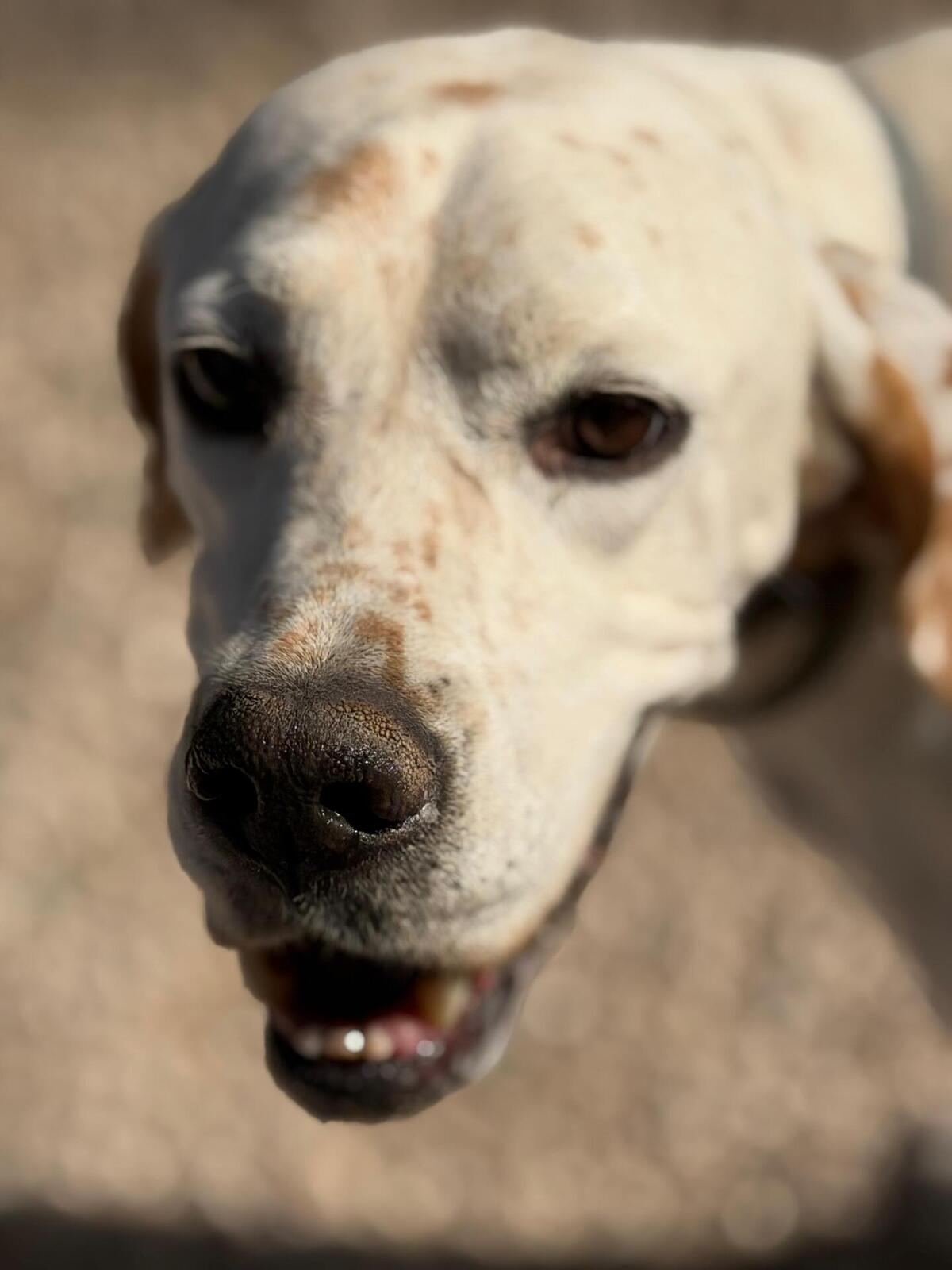 Adoption Blanquita