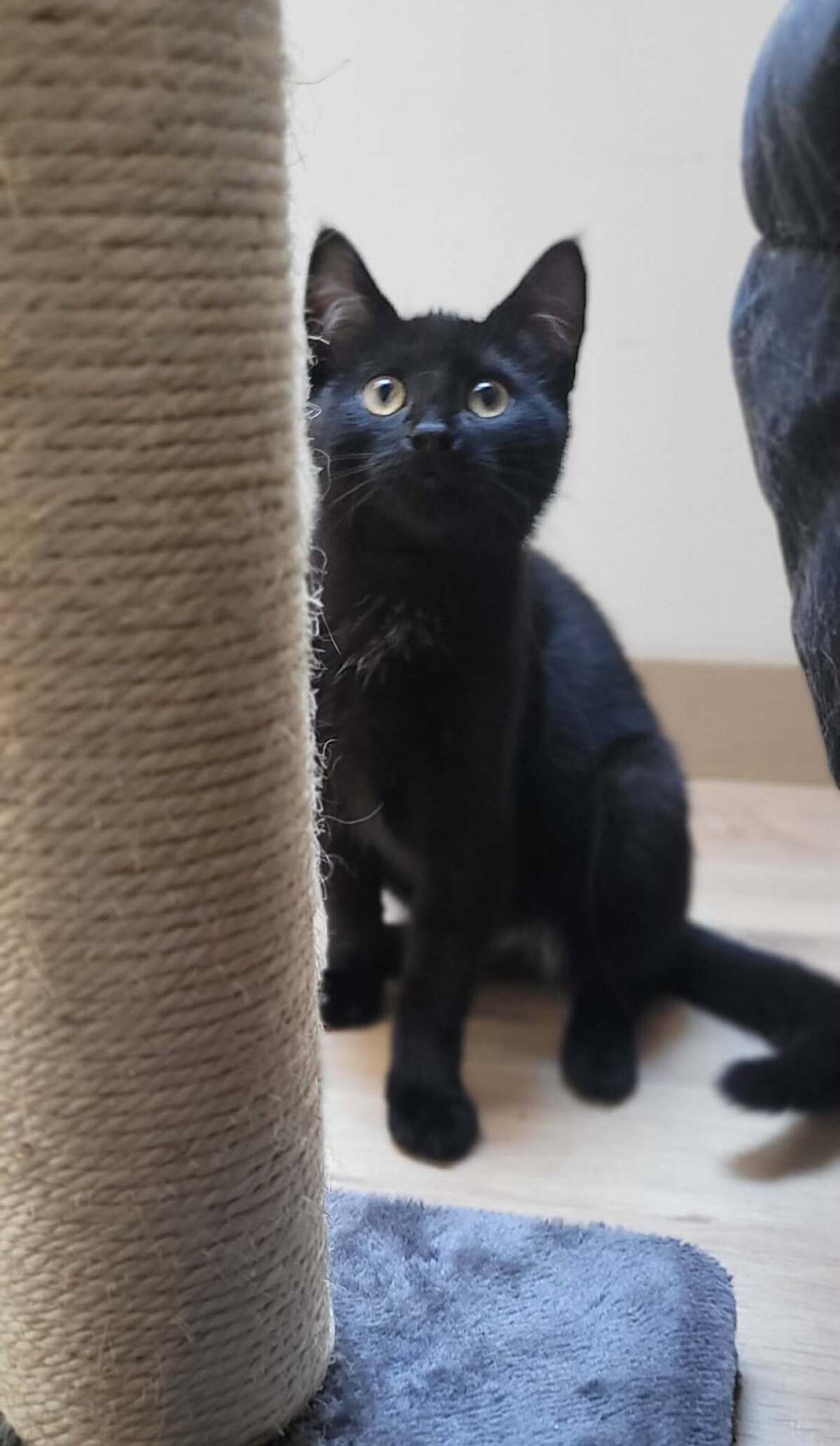 Adoption Bonnie