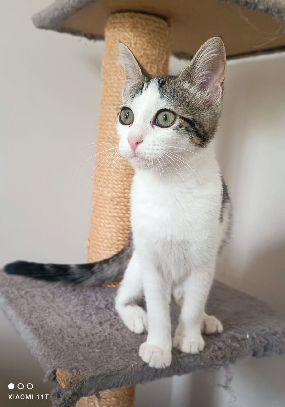 Adoption Béni