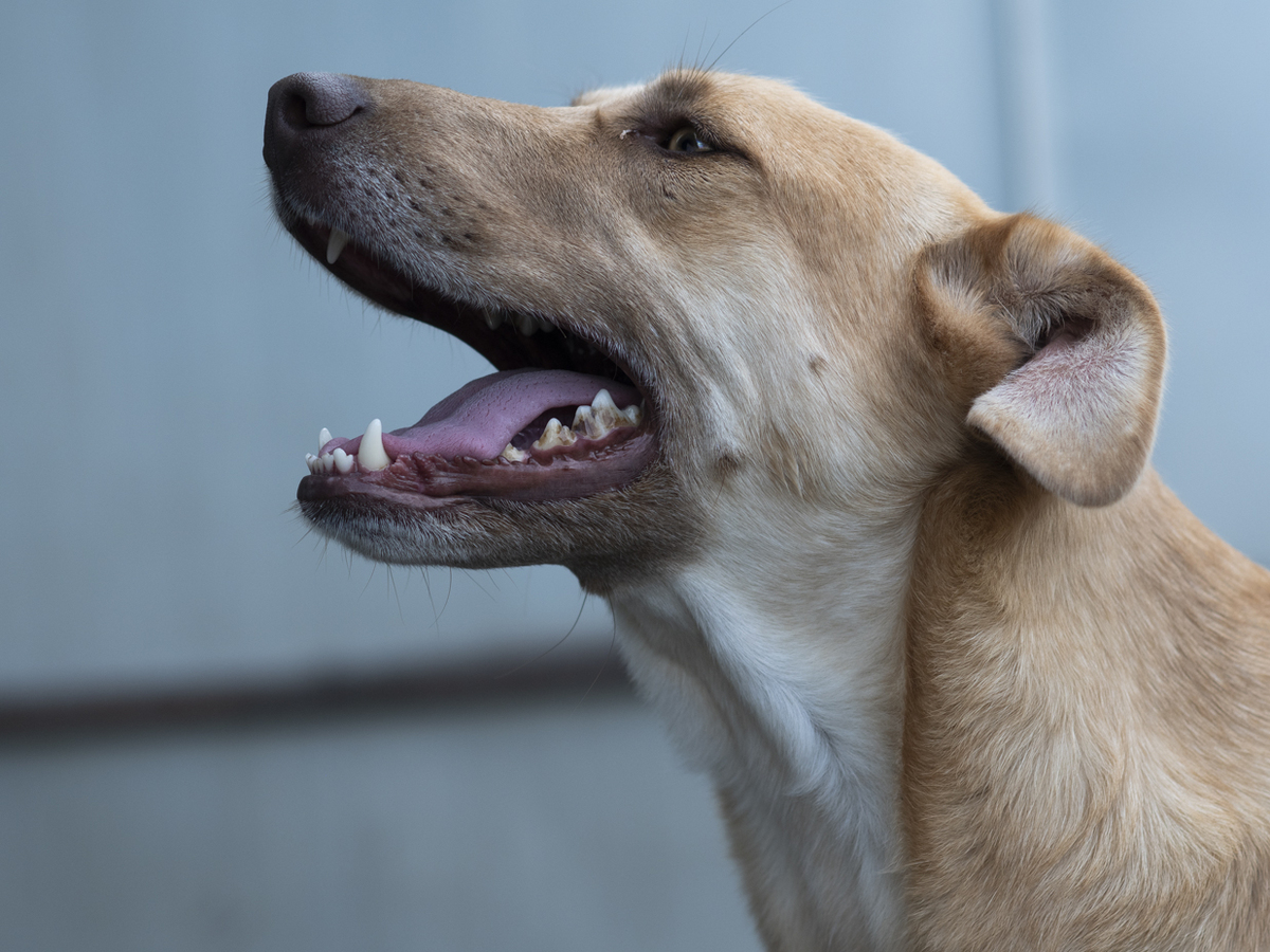 Adoption Xendra