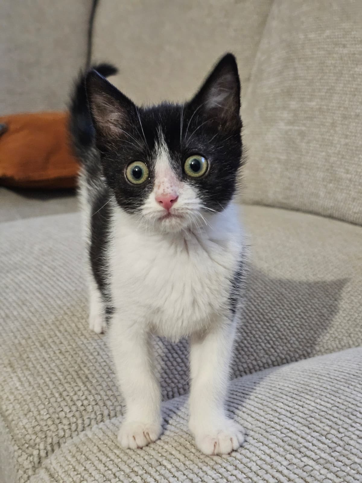 Adoption Alta