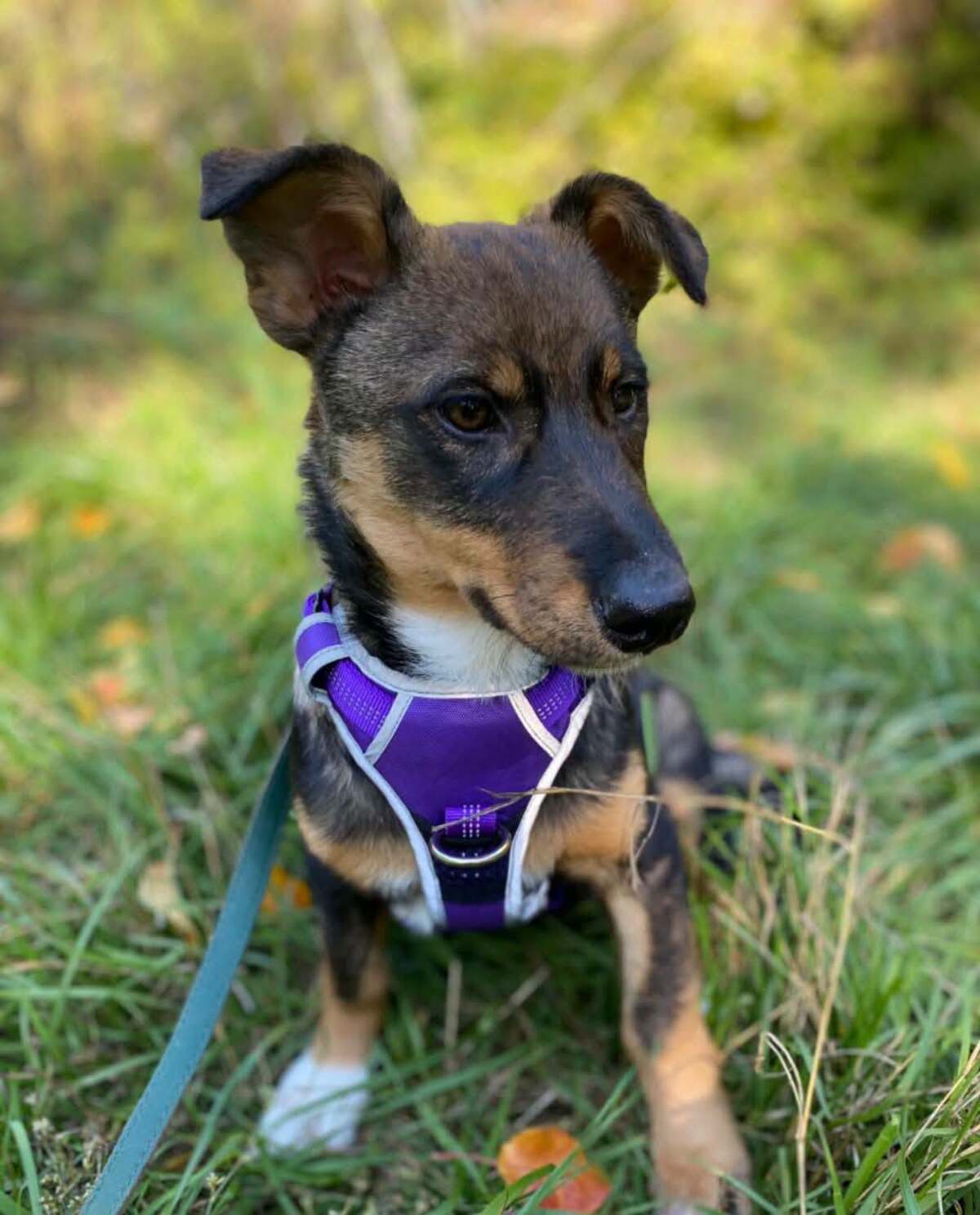 Adoption Vesta