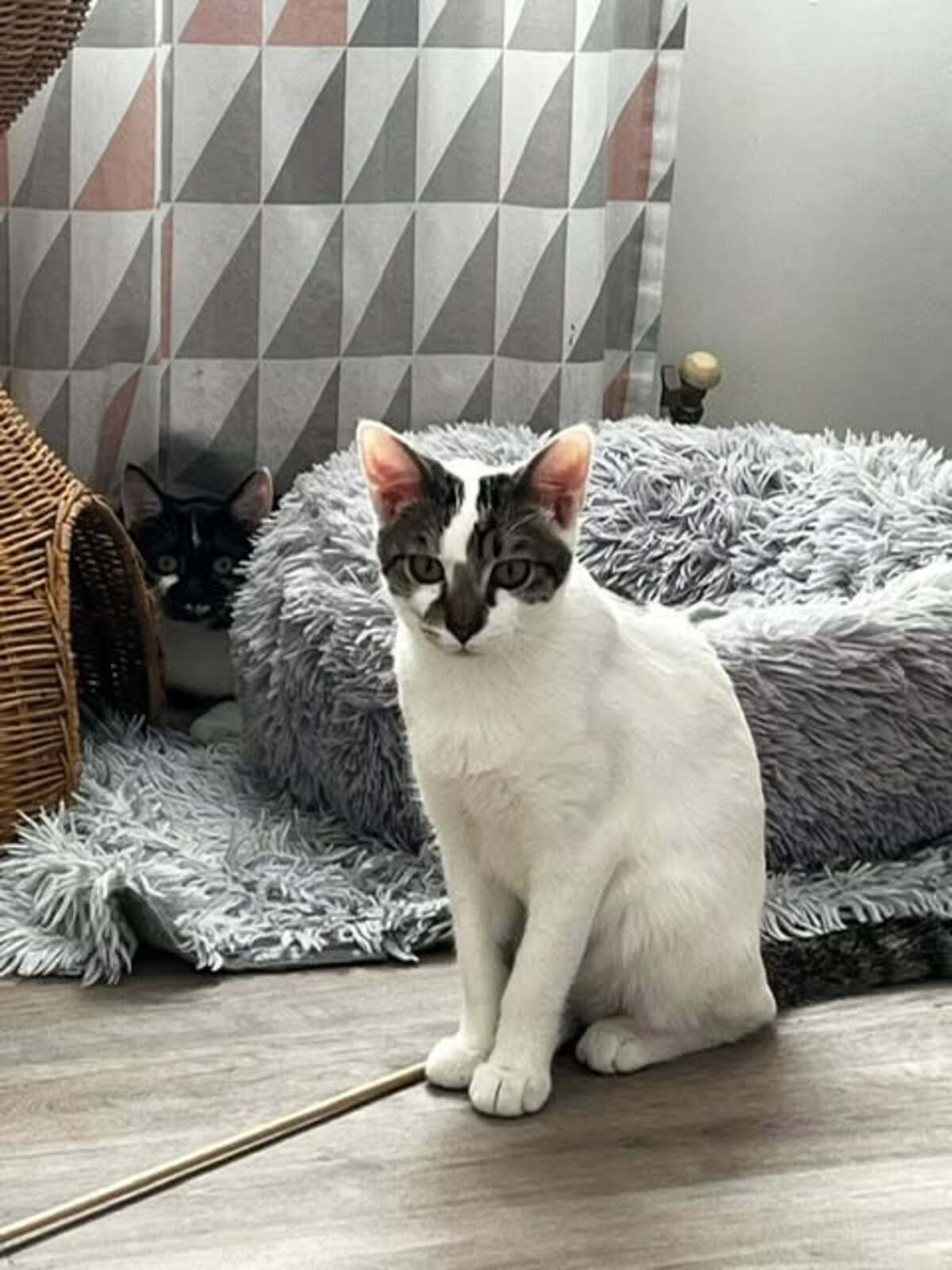 Adoption Bambou