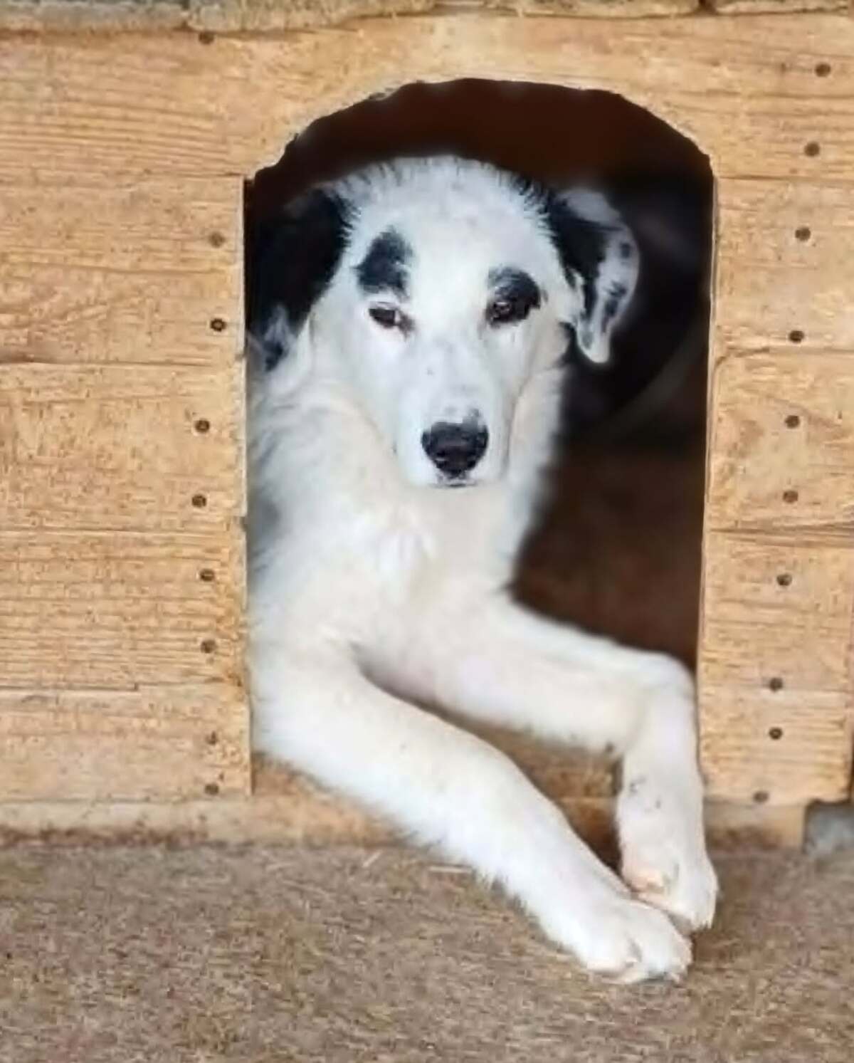 Adoption Orion