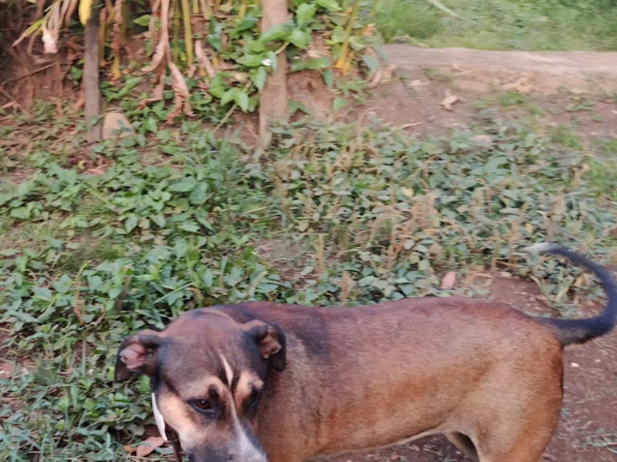 Adoption Zanah