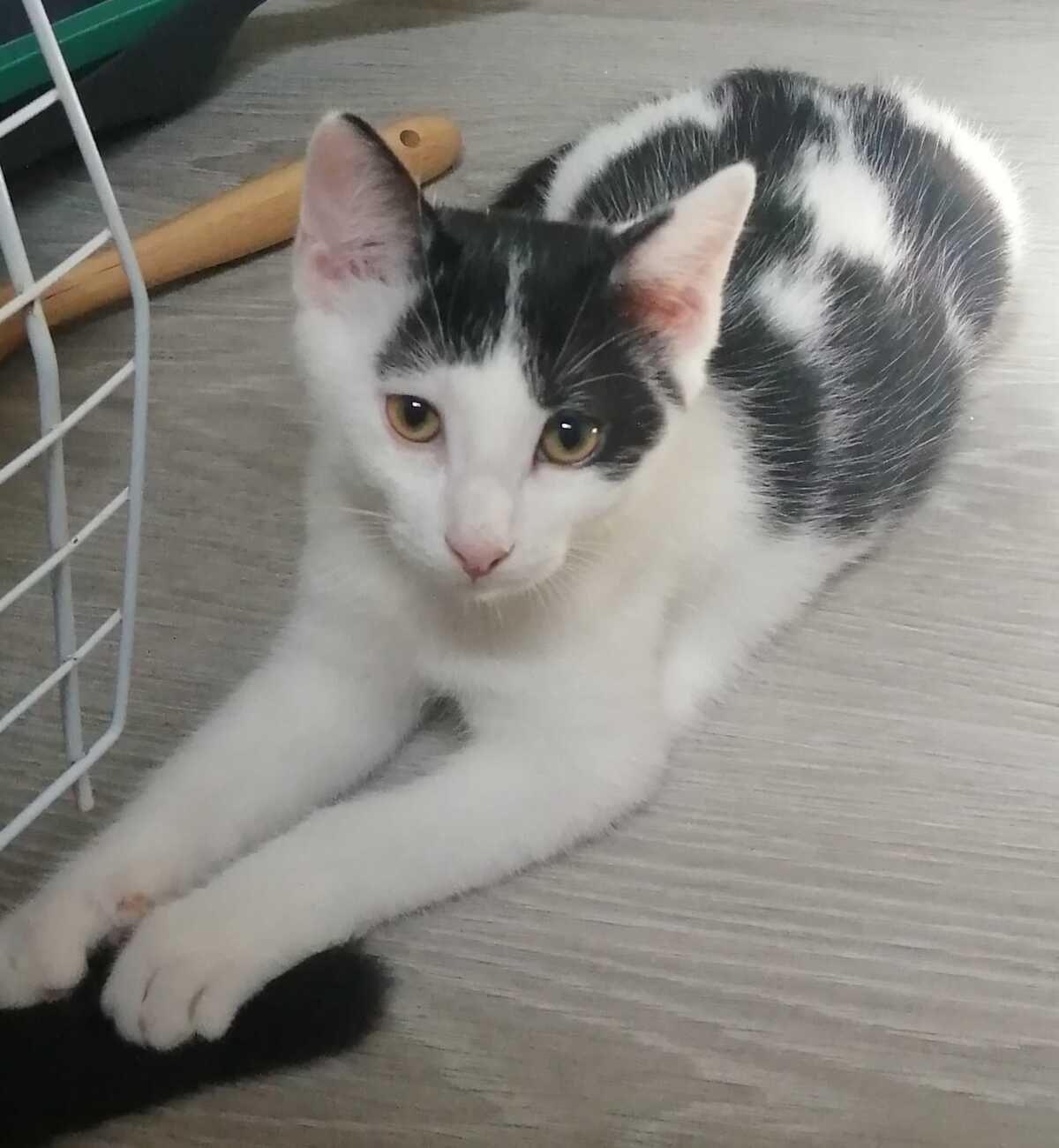 Adoption BICHETTE