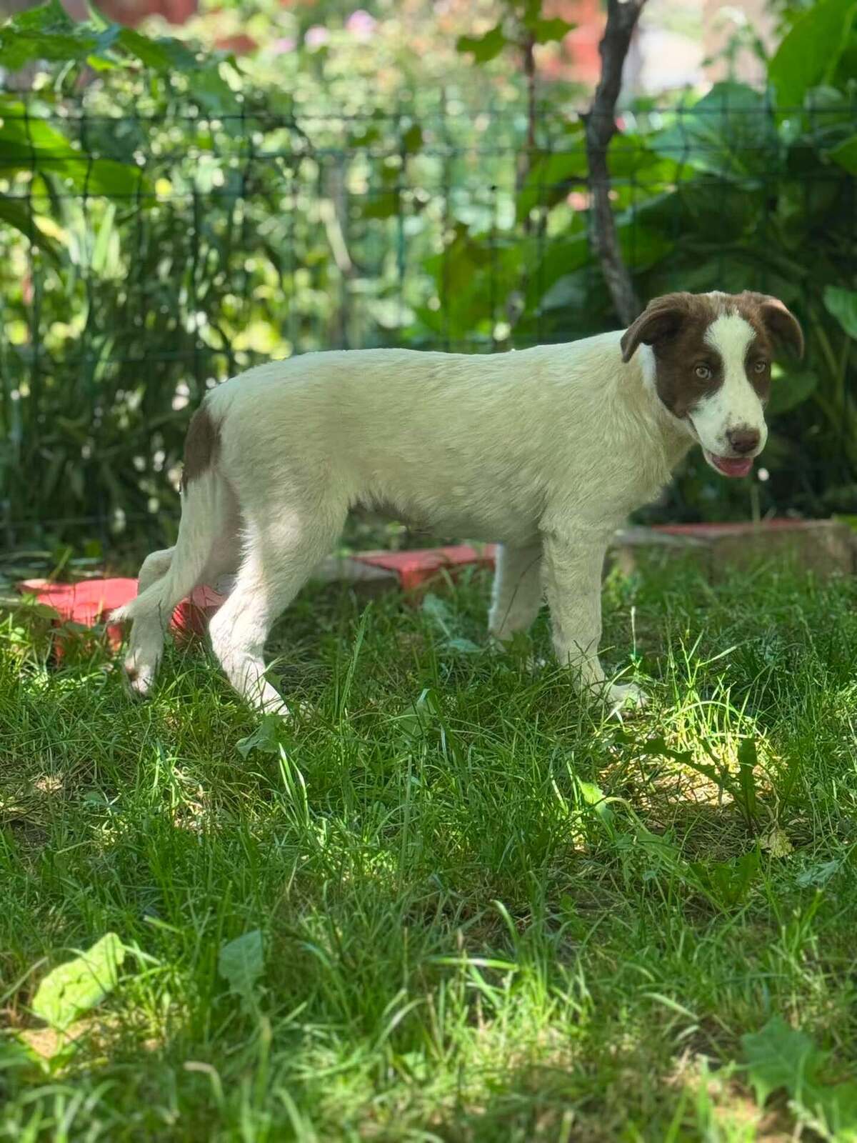 Adoption CAPUCINE