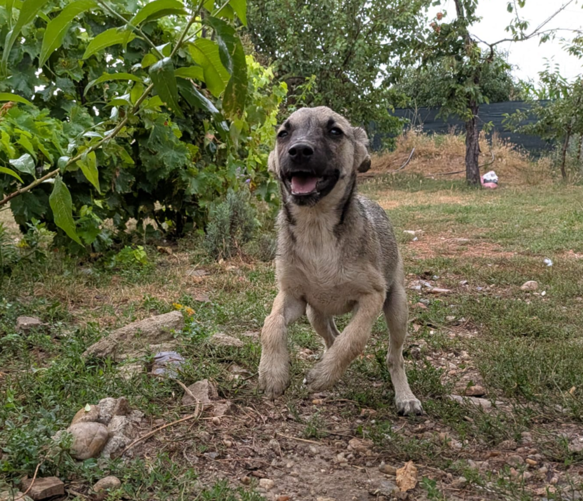 Adoption Andrie