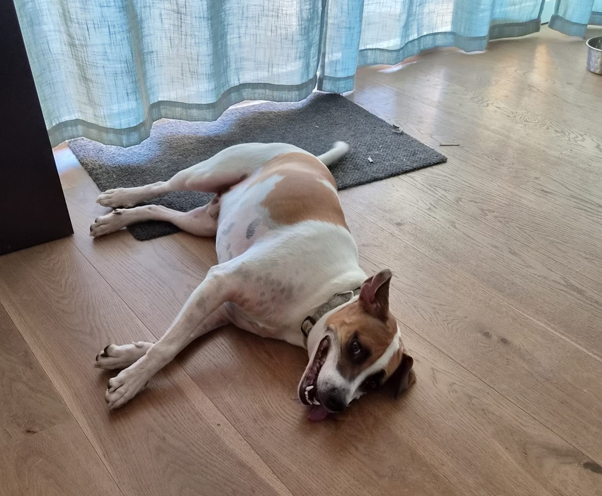 Adoption Elliot