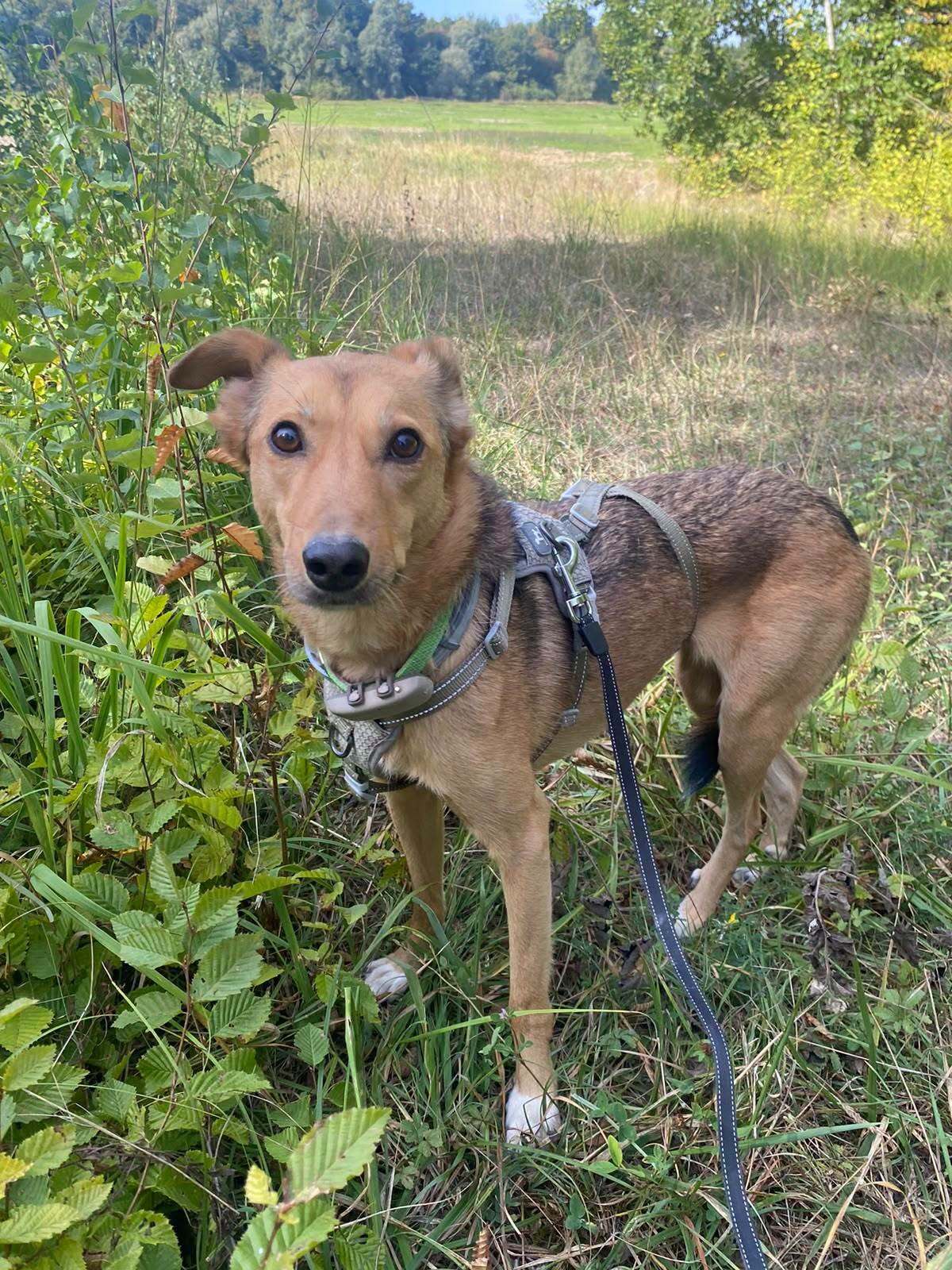 Adoption Yashka