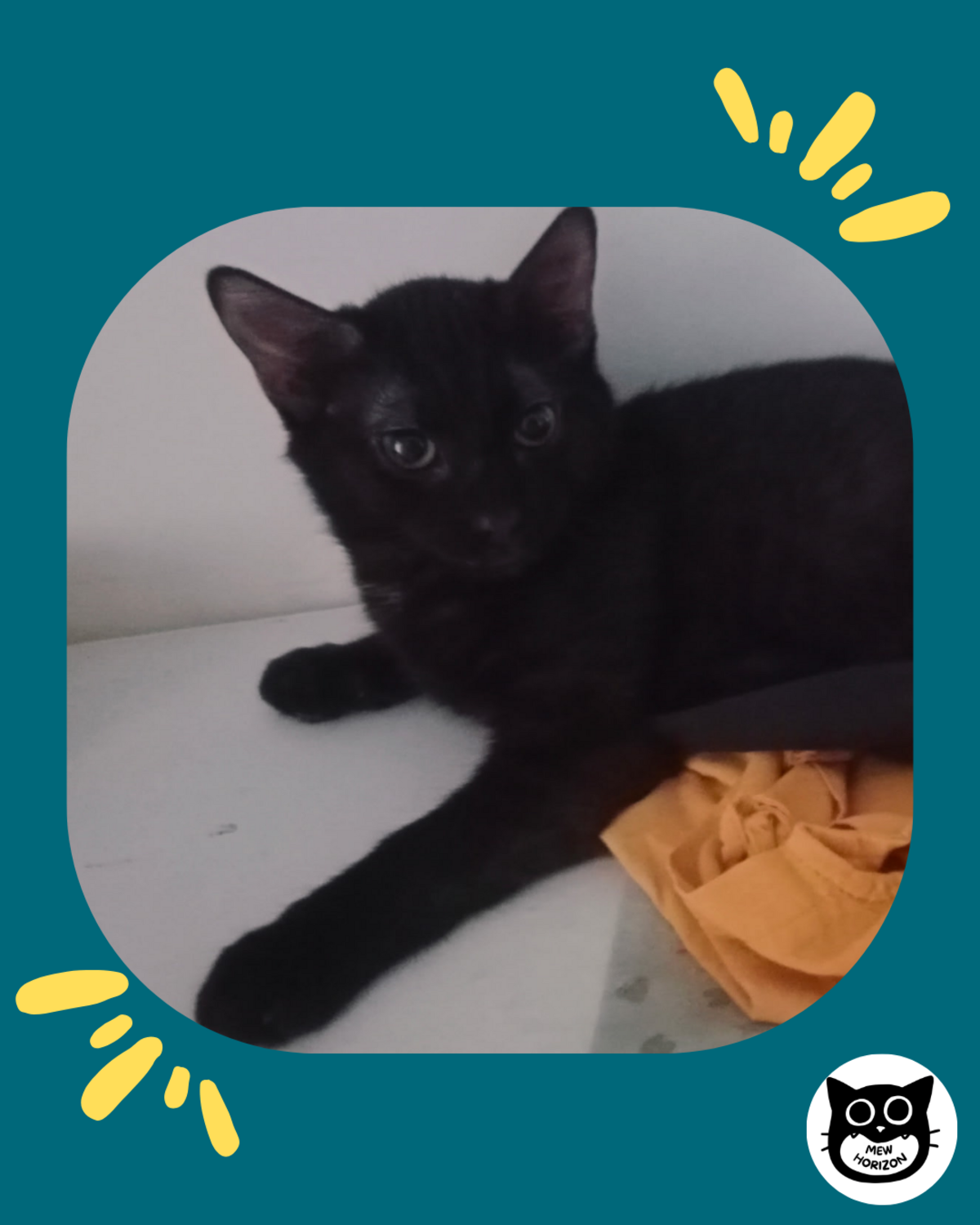 Adoption Falgus