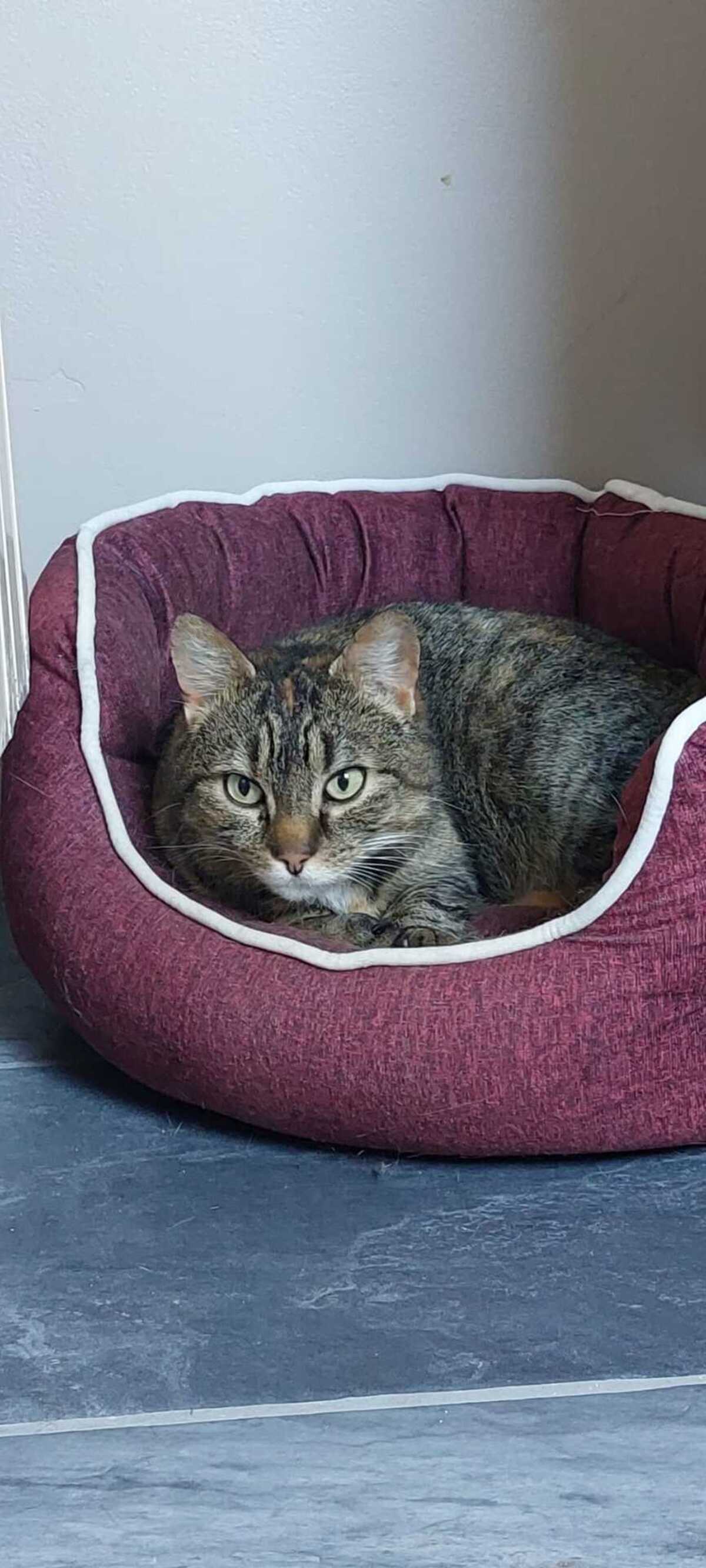 Adoption Tupi