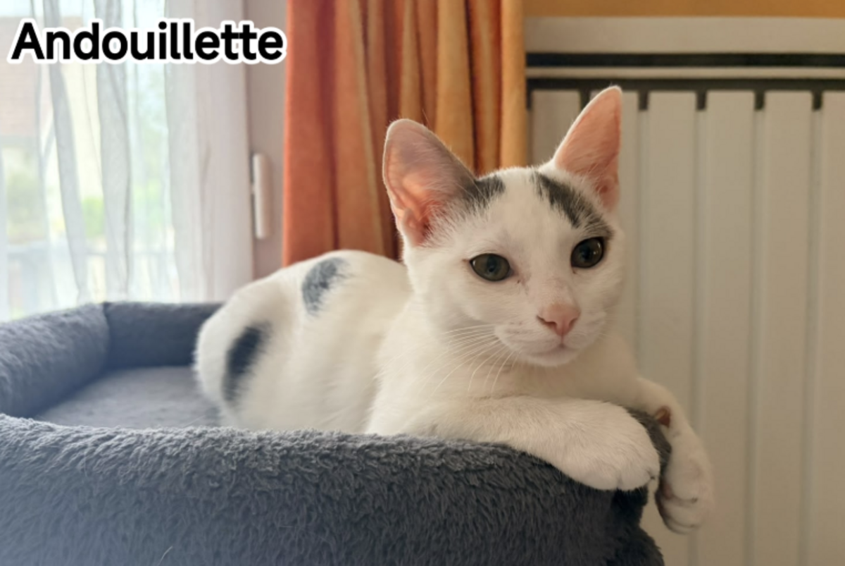 Adoption Andouillette