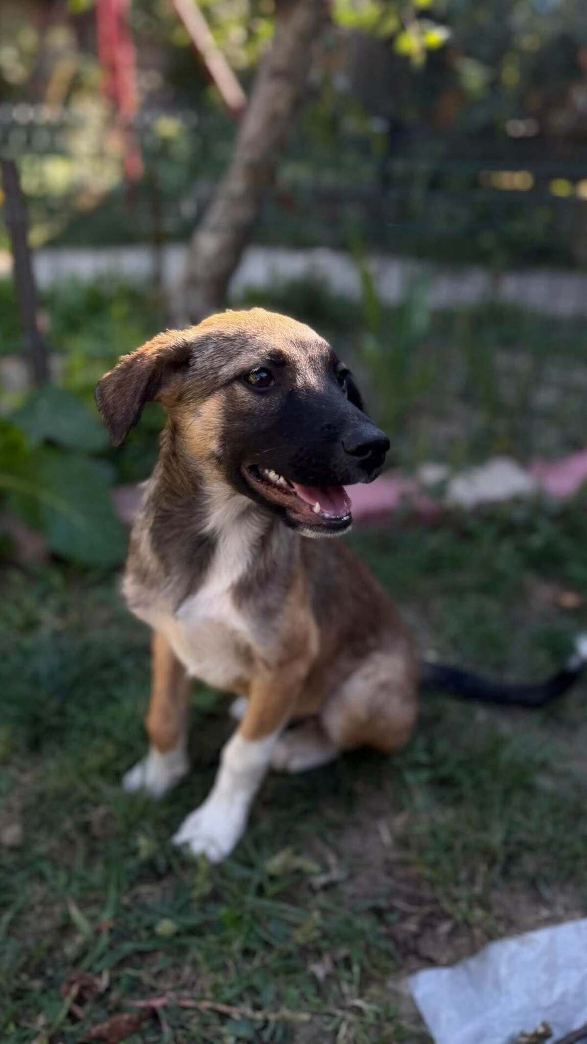 Adoption Saxo