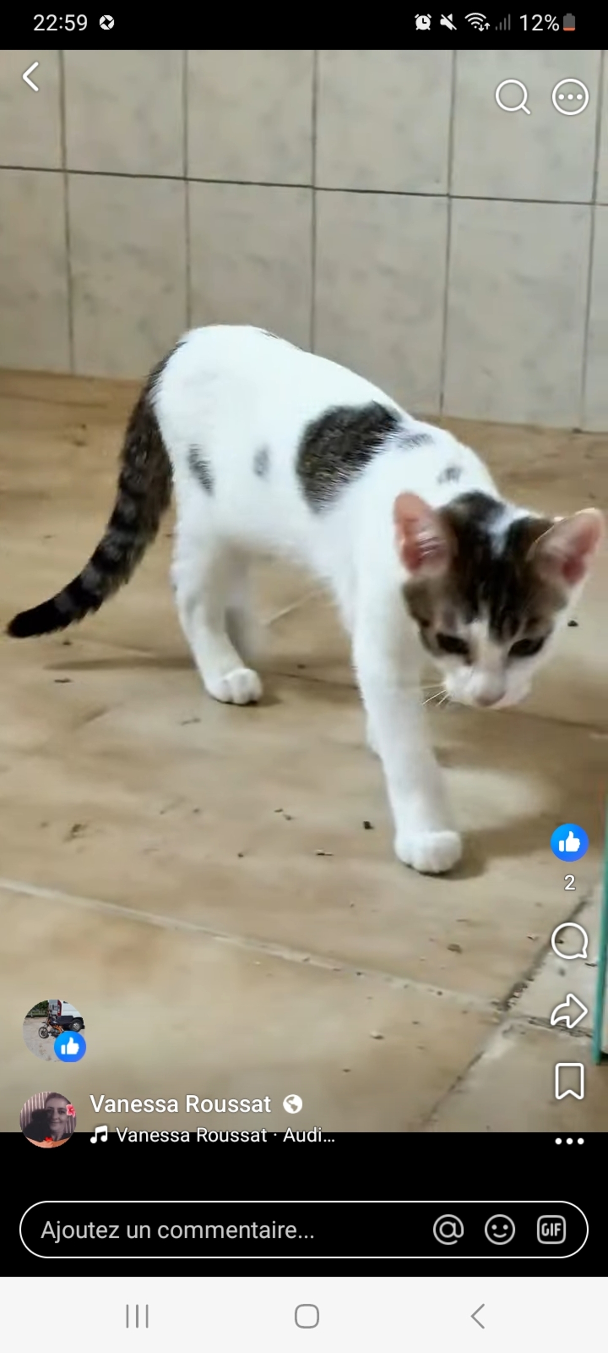 Adoption Fripouille 