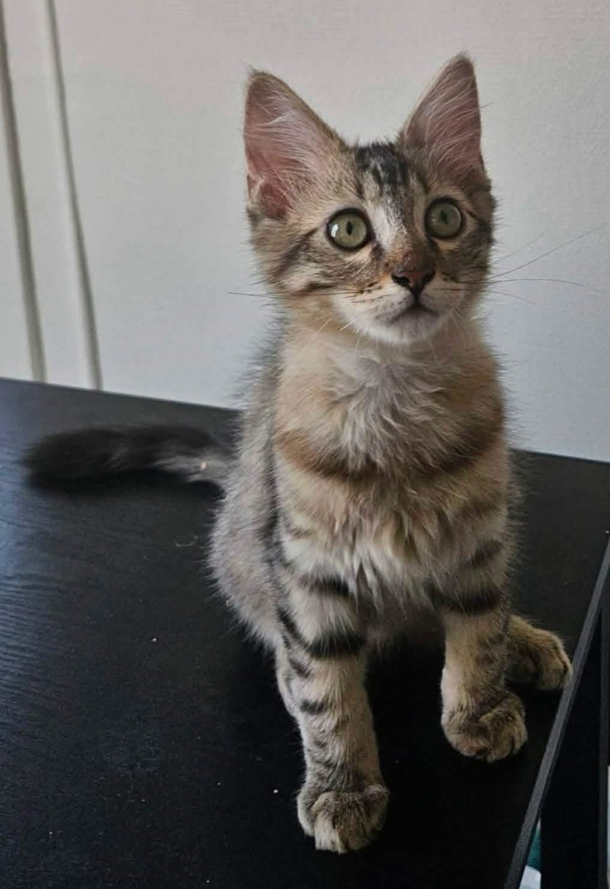 Adoption BARBAPAPA