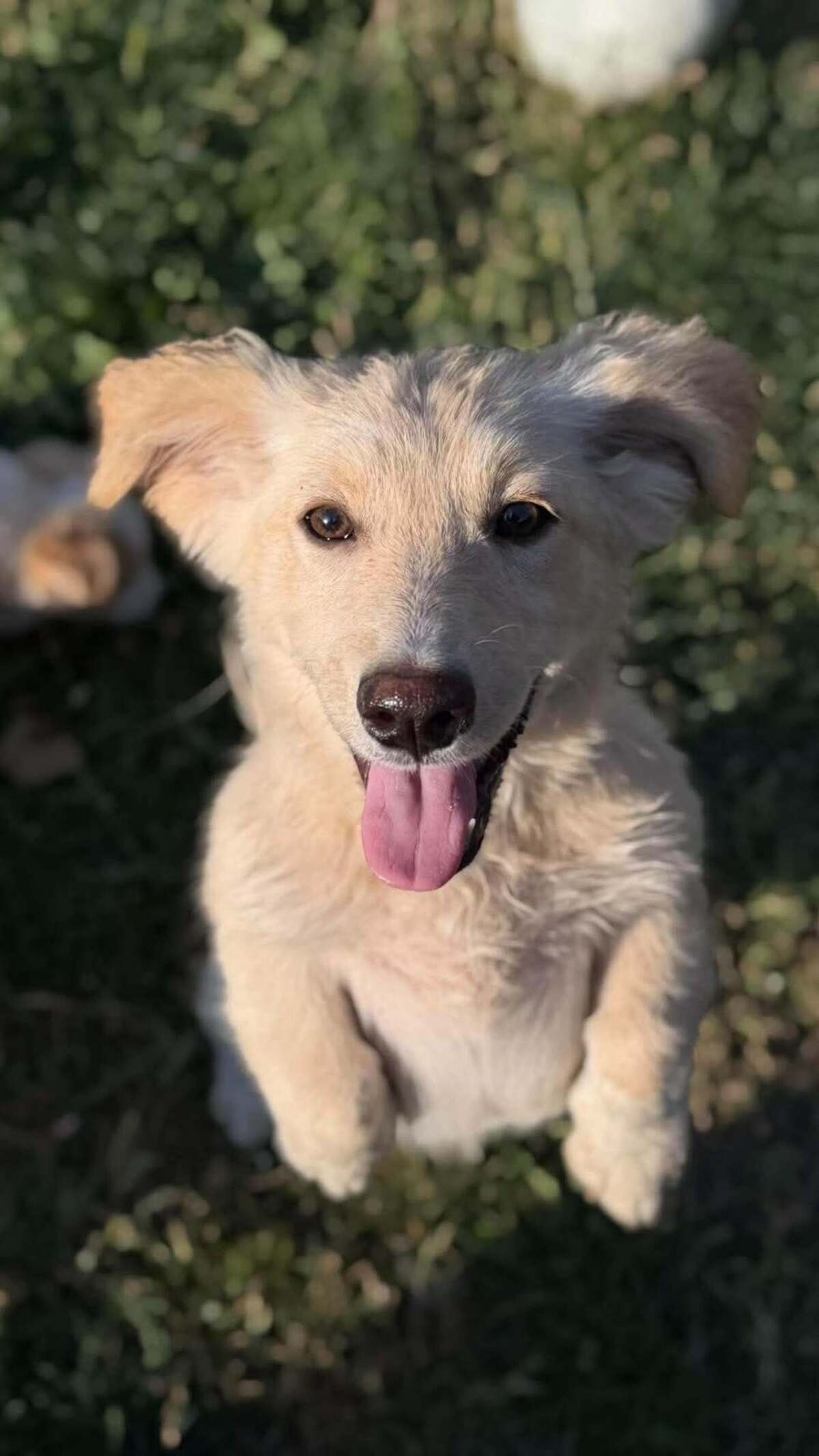 Adoption Rooney
