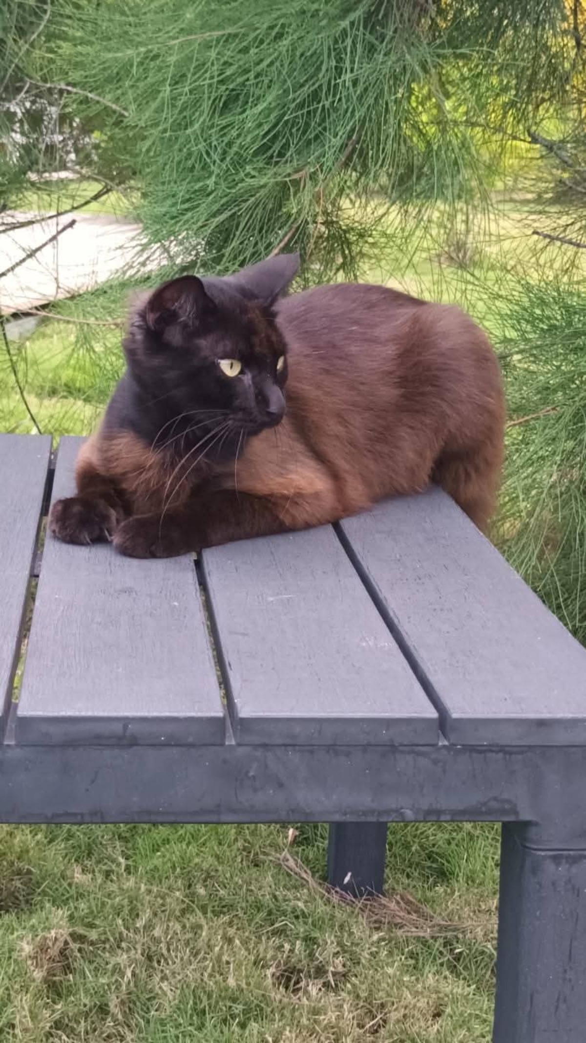 Adoption Zémi