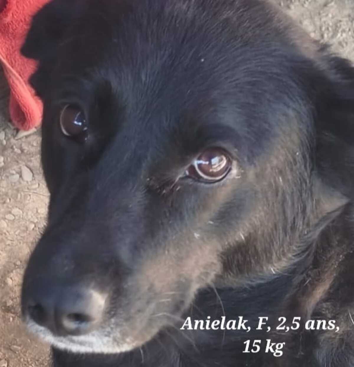 Adoption ANIELKA