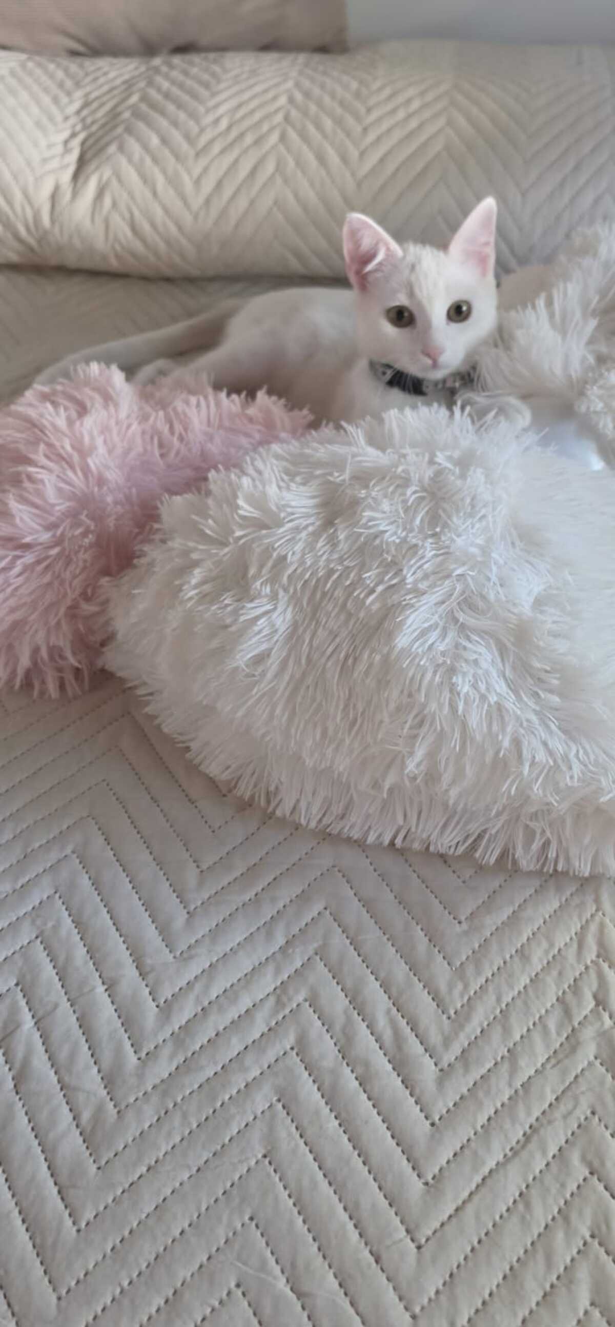 Adoption Lina