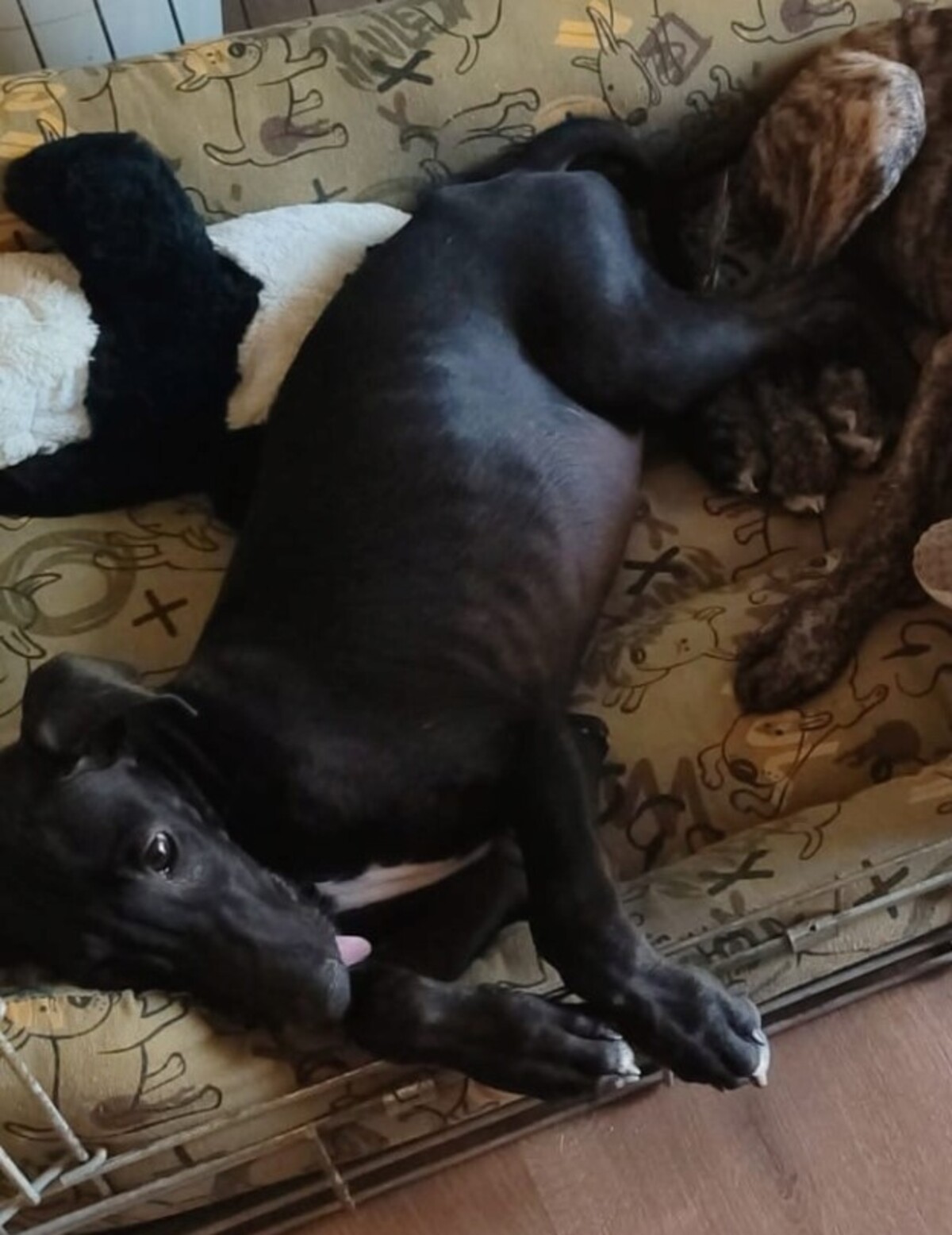 Adoption FERRAN