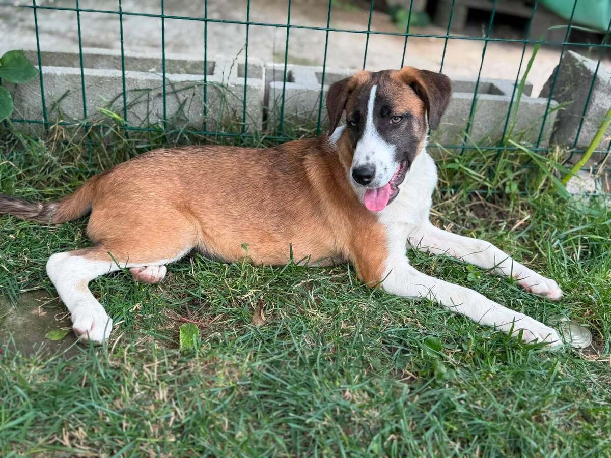 Adoption CALENDULA