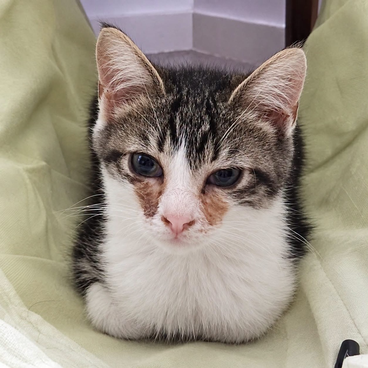 Adoption Litchi 