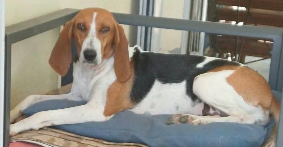 Adoption Bahia