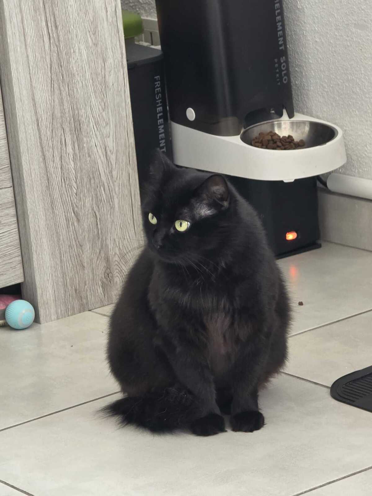 Adoption Duchesse