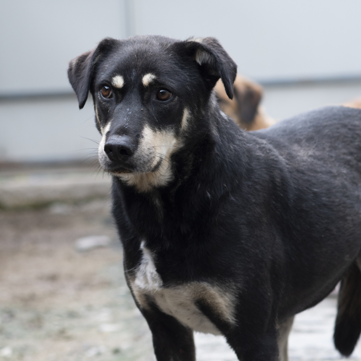 Adoption Fido