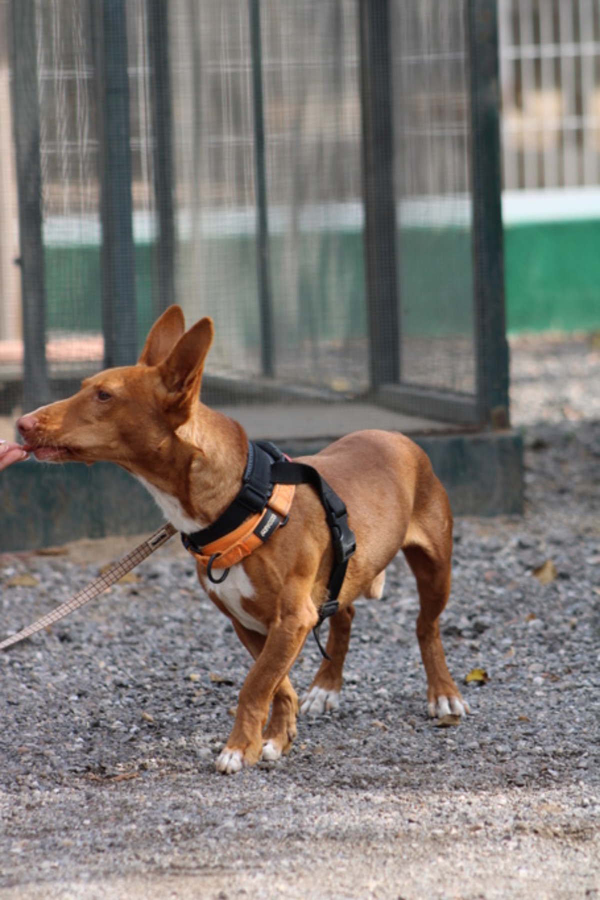 Adoption Chencho