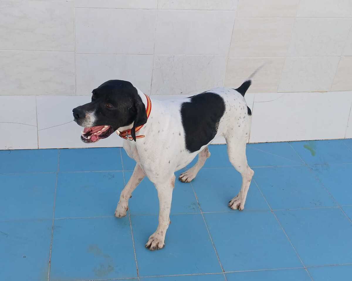 Adoption Diper